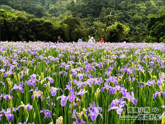 新北景點》林口賞花秘境紫雲農場.隱藏在農場的紫色鳶尾花海 @青青小熊*旅遊札記 新北景點》林口賞花秘境紫雲農場.隱藏在農場的紫色鳶尾花海 @青青小熊*旅遊札記