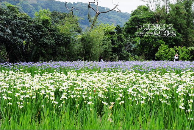新北景點》林口賞花秘境紫雲農場.隱藏在農場的紫色鳶尾花海 @青青小熊*旅遊札記 新北景點》林口賞花秘境紫雲農場.隱藏在農場的紫色鳶尾花海 @青青小熊*旅遊札記
