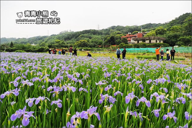 新北景點》林口賞花秘境紫雲農場．隱藏在農場的紫色鳶尾花海 @青青小熊＊旅遊札記