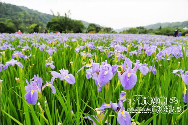 新北景點》林口賞花秘境紫雲農場.隱藏在農場的紫色鳶尾花海 @青青小熊*旅遊札記 新北景點》林口賞花秘境紫雲農場.隱藏在農場的紫色鳶尾花海 @青青小熊*旅遊札記