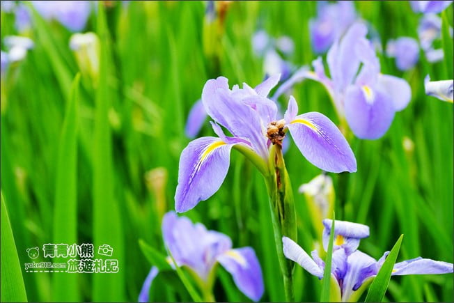 新北景點》林口賞花秘境紫雲農場.隱藏在農場的紫色鳶尾花海 @青青小熊*旅遊札記 新北景點》林口賞花秘境紫雲農場.隱藏在農場的紫色鳶尾花海 @青青小熊*旅遊札記