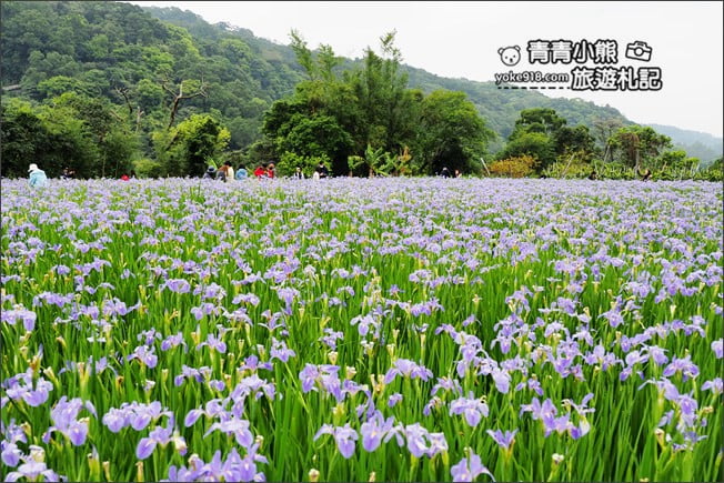 新北景點》林口賞花秘境紫雲農場.隱藏在農場的紫色鳶尾花海 @青青小熊*旅遊札記 新北景點》林口賞花秘境紫雲農場.隱藏在農場的紫色鳶尾花海 @青青小熊*旅遊札記