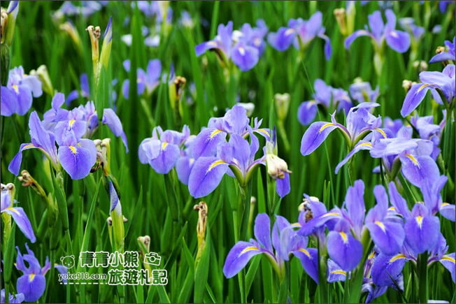 新北景點》林口賞花秘境紫雲農場.隱藏在農場的紫色鳶尾花海 @青青小熊*旅遊札記 新北景點》林口賞花秘境紫雲農場.隱藏在農場的紫色鳶尾花海 @青青小熊*旅遊札記
