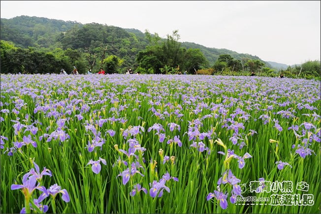 新北景點》林口賞花秘境紫雲農場．隱藏在農場的紫色鳶尾花海 @青青小熊＊旅遊札記