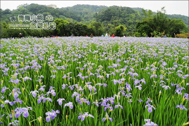 新北景點》林口賞花秘境紫雲農場．隱藏在農場的紫色鳶尾花海 @青青小熊＊旅遊札記