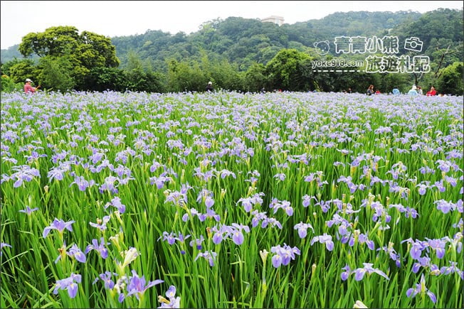新北景點》林口賞花秘境紫雲農場.隱藏在農場的紫色鳶尾花海 @青青小熊*旅遊札記 新北景點》林口賞花秘境紫雲農場.隱藏在農場的紫色鳶尾花海 @青青小熊*旅遊札記