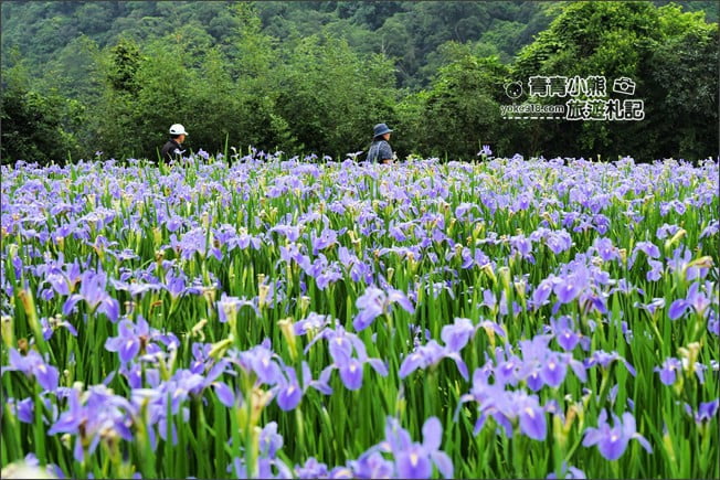 新北景點》林口賞花秘境紫雲農場.隱藏在農場的紫色鳶尾花海 @青青小熊*旅遊札記 新北景點》林口賞花秘境紫雲農場.隱藏在農場的紫色鳶尾花海 @青青小熊*旅遊札記