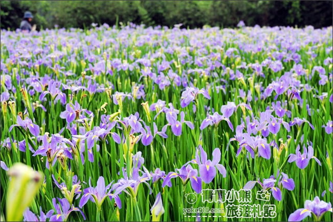 新北景點》林口賞花秘境紫雲農場.隱藏在農場的紫色鳶尾花海 @青青小熊*旅遊札記 新北景點》林口賞花秘境紫雲農場.隱藏在農場的紫色鳶尾花海 @青青小熊*旅遊札記