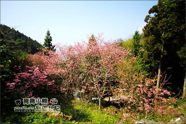 嘉義景點》寒溪呢森林人文叡地．隱藏在梅山山中的美景 @青青小熊＊旅遊札記
