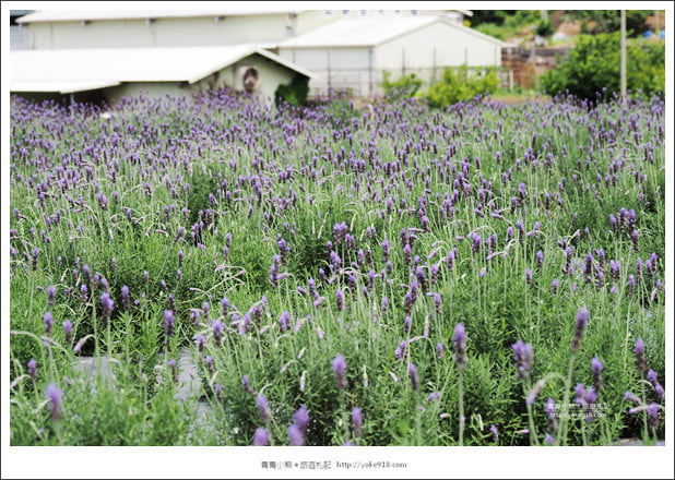 苗栗景點》葛瑞絲香草田~苗栗頭屋薰衣草花田，紫色一片超浪漫 @青青小熊＊旅遊札記