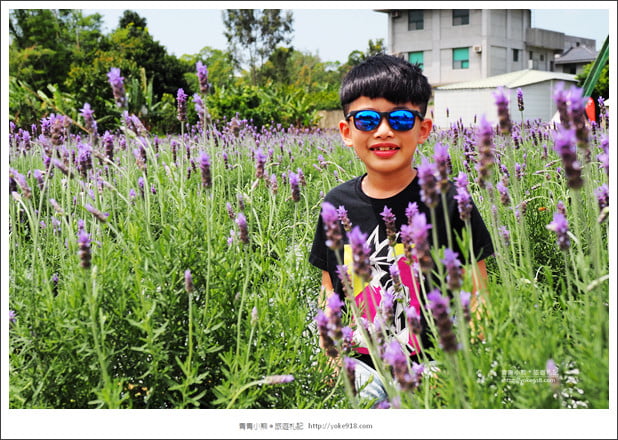 苗栗景點》葛瑞絲香草田~苗栗頭屋薰衣草花田，紫色一片超浪漫 @青青小熊＊旅遊札記