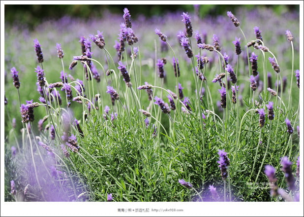 苗栗景點》葛瑞絲香草田~苗栗頭屋薰衣草花田，紫色一片超浪漫 @青青小熊＊旅遊札記