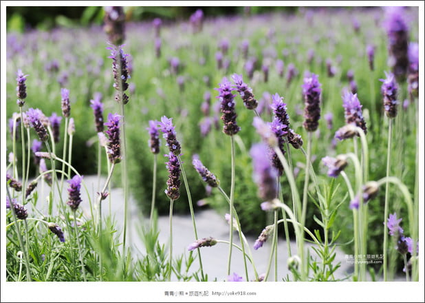 苗栗景點》葛瑞絲香草田~苗栗頭屋薰衣草花田，紫色一片超浪漫 @青青小熊＊旅遊札記