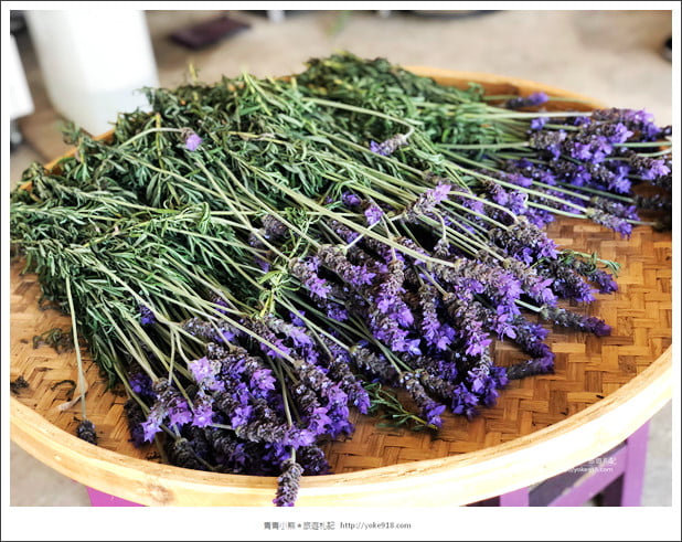 苗栗景點》葛瑞絲香草田~苗栗頭屋薰衣草花田，紫色一片超浪漫 @青青小熊＊旅遊札記
