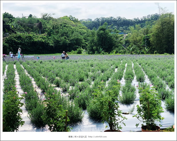 苗栗景點》葛瑞絲香草田~苗栗頭屋薰衣草花田，紫色一片超浪漫 @青青小熊＊旅遊札記