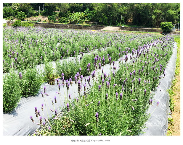 苗栗景點》葛瑞絲香草田~苗栗頭屋薰衣草花田，紫色一片超浪漫 @青青小熊＊旅遊札記