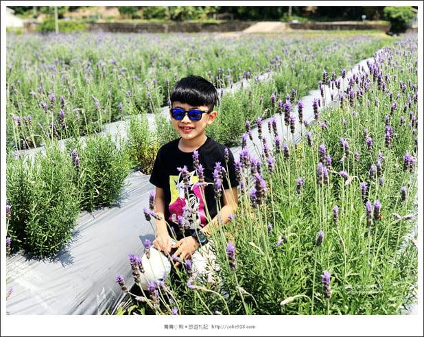 苗栗景點》葛瑞絲香草田~苗栗頭屋薰衣草花田，紫色一片超浪漫 @青青小熊＊旅遊札記