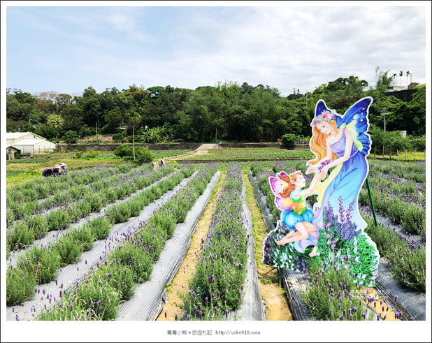 苗栗景點》葛瑞絲香草田~苗栗頭屋薰衣草花田，紫色一片超浪漫 @青青小熊＊旅遊札記