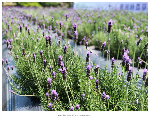 苗栗景點》葛瑞絲香草田~苗栗頭屋薰衣草花田，紫色一片超浪漫 @青青小熊＊旅遊札記