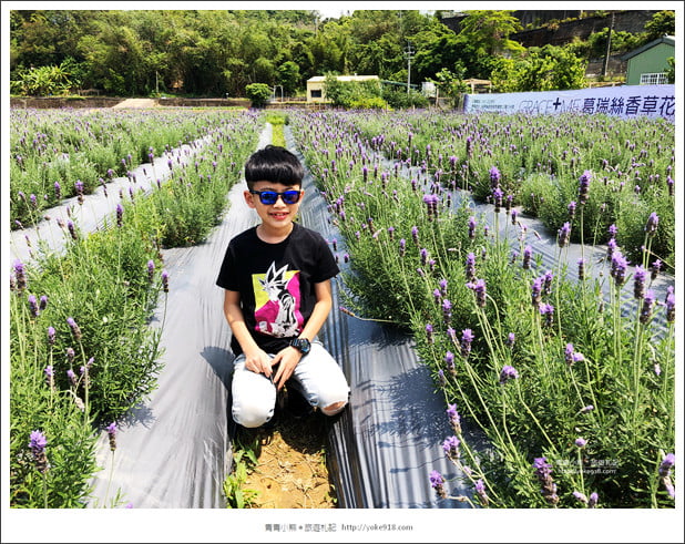 苗栗景點》葛瑞絲香草田~苗栗頭屋薰衣草花田，紫色一片超浪漫 @青青小熊＊旅遊札記