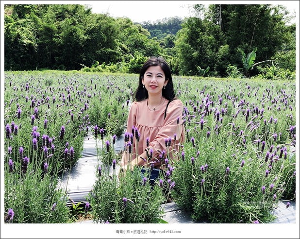 苗栗景點》葛瑞絲香草田~苗栗頭屋薰衣草花田，紫色一片超浪漫 @青青小熊＊旅遊札記