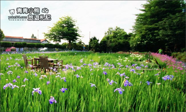 彰化景點》旅人小屋舒宿.田尾鳶尾花秘境這裡賞~期間限定景點 @青青小熊*旅遊札記 彰化景點》旅人小屋舒宿.田尾鳶尾花秘境這裡賞~期間限定景點 @青青小熊*旅遊札記
