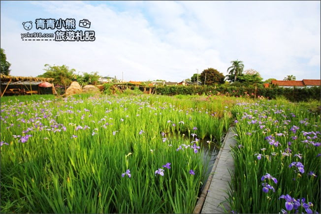 彰化景點》旅人小屋舒宿.田尾鳶尾花秘境這裡賞~期間限定景點 @青青小熊*旅遊札記 彰化景點》旅人小屋舒宿.田尾鳶尾花秘境這裡賞~期間限定景點 @青青小熊*旅遊札記
