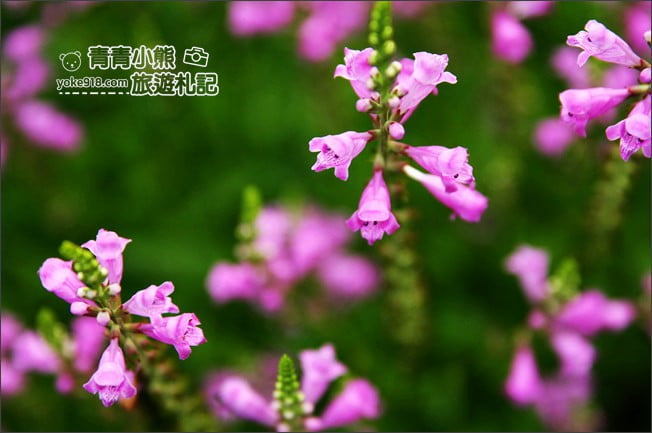 彰化景點》旅人小屋舒宿.田尾鳶尾花秘境這裡賞~期間限定景點 @青青小熊*旅遊札記 彰化景點》旅人小屋舒宿.田尾鳶尾花秘境這裡賞~期間限定景點 @青青小熊*旅遊札記