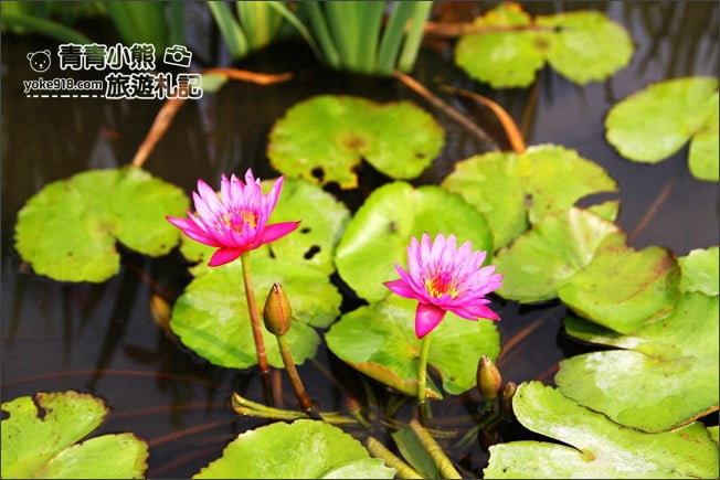 彰化景點》旅人小屋舒宿．田尾鳶尾花秘境這裡賞~期間限定景點 @青青小熊＊旅遊札記
