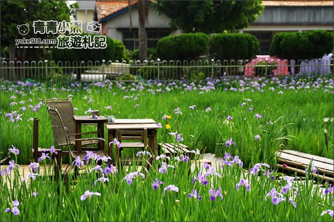 彰化景點》旅人小屋舒宿.田尾鳶尾花秘境這裡賞~期間限定景點 @青青小熊*旅遊札記 彰化景點》旅人小屋舒宿.田尾鳶尾花秘境這裡賞~期間限定景點 @青青小熊*旅遊札記