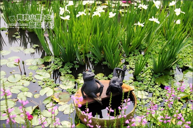 彰化景點》旅人小屋舒宿.田尾鳶尾花秘境這裡賞~期間限定景點 @青青小熊*旅遊札記 彰化景點》旅人小屋舒宿.田尾鳶尾花秘境這裡賞~期間限定景點 @青青小熊*旅遊札記