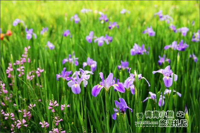 彰化景點》旅人小屋舒宿.田尾鳶尾花秘境這裡賞~期間限定景點 @青青小熊*旅遊札記 彰化景點》旅人小屋舒宿.田尾鳶尾花秘境這裡賞~期間限定景點 @青青小熊*旅遊札記