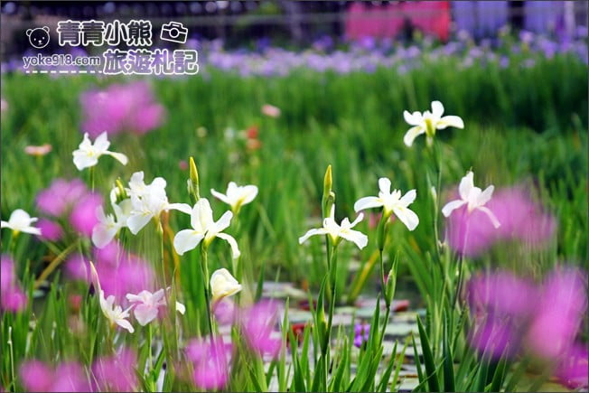 彰化景點》旅人小屋舒宿．田尾鳶尾花秘境這裡賞~期間限定景點 @青青小熊＊旅遊札記