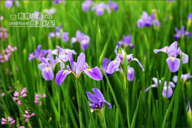 彰化景點》旅人小屋舒宿.田尾鳶尾花秘境這裡賞~期間限定景點 @青青小熊*旅遊札記 彰化景點》旅人小屋舒宿.田尾鳶尾花秘境這裡賞~期間限定景點 @青青小熊*旅遊札記