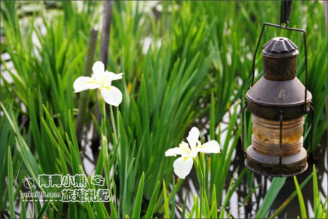 彰化景點》旅人小屋舒宿．田尾鳶尾花秘境這裡賞~期間限定景點 @青青小熊＊旅遊札記
