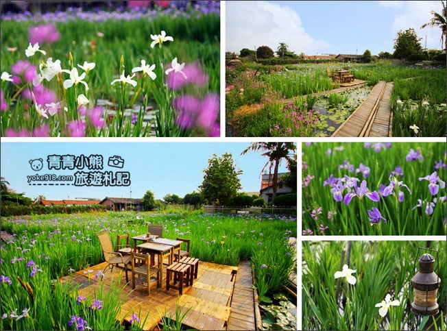 彰化景點》旅人小屋舒宿.田尾鳶尾花秘境這裡賞~期間限定景點 @青青小熊*旅遊札記 彰化景點》旅人小屋舒宿.田尾鳶尾花秘境這裡賞~期間限定景點 @青青小熊*旅遊札記