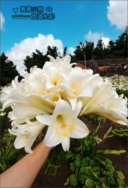 雲林景點》四湖鐵砲百合花田.私房賞花秘境~滿滿百合花海登場 @青青小熊*旅遊札記 雲林景點》四湖鐵砲百合花田.私房賞花秘境~滿滿百合花海登場 @青青小熊*旅遊札記