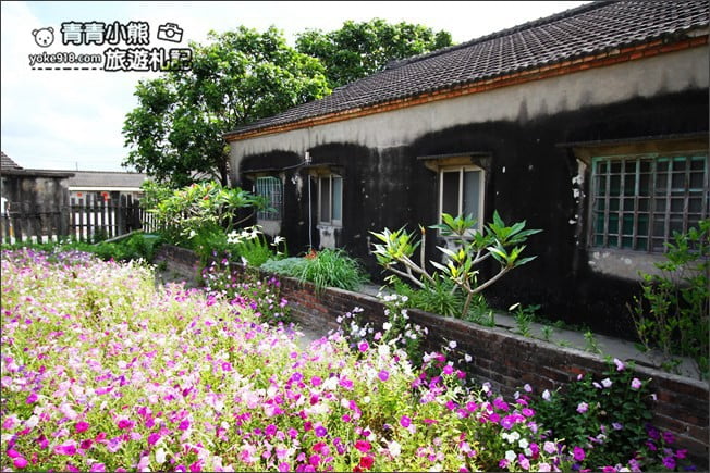 雲林景點》四湖鐵砲百合花田．私房賞花秘境~滿滿百合花海登場 @青青小熊＊旅遊札記