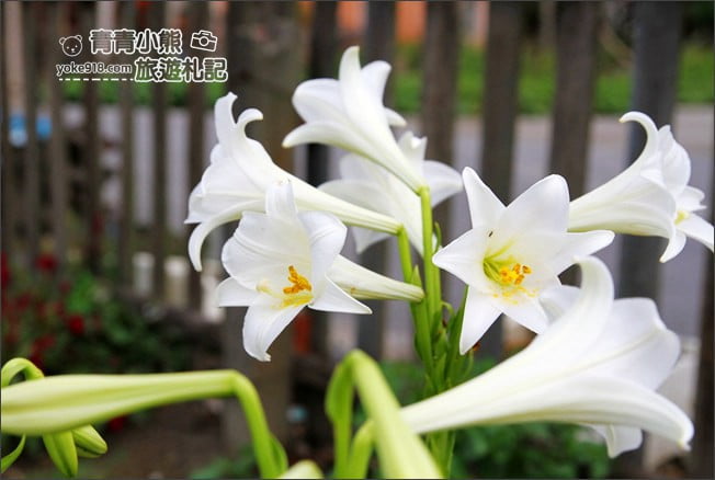 雲林景點》四湖鐵砲百合花田.私房賞花秘境~滿滿百合花海登場 @青青小熊*旅遊札記 雲林景點》四湖鐵砲百合花田.私房賞花秘境~滿滿百合花海登場 @青青小熊*旅遊札記