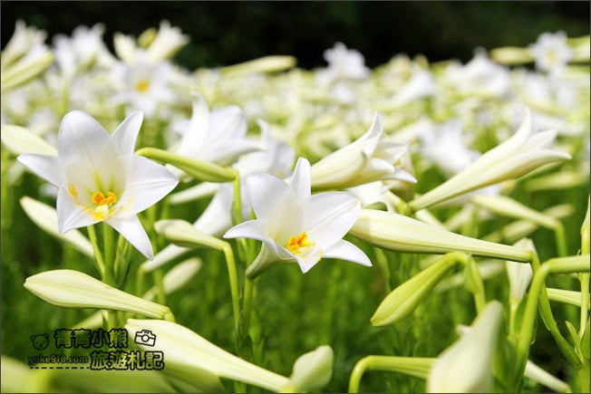 雲林景點》四湖鐵砲百合花田．私房賞花秘境~滿滿百合花海登場 @青青小熊＊旅遊札記