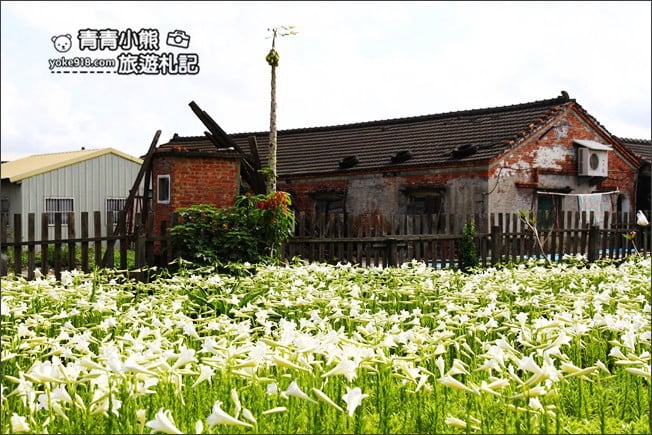 雲林景點》四湖鐵砲百合花田.私房賞花秘境~滿滿百合花海登場 @青青小熊*旅遊札記 雲林景點》四湖鐵砲百合花田.私房賞花秘境~滿滿百合花海登場 @青青小熊*旅遊札記