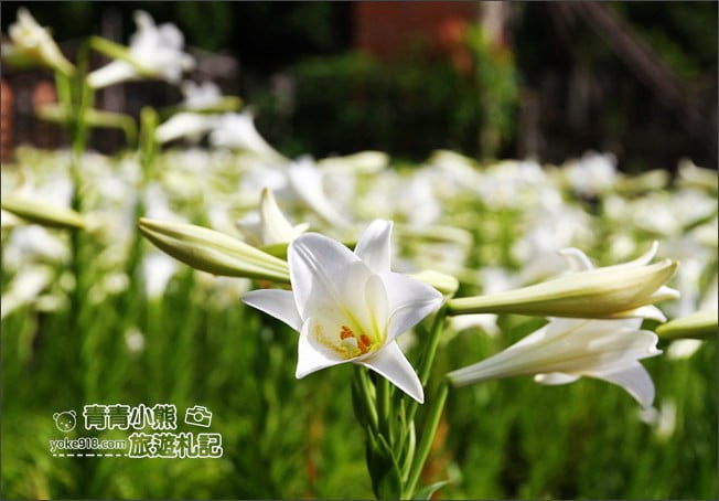 雲林景點》四湖鐵砲百合花田.私房賞花秘境~滿滿百合花海登場 @青青小熊*旅遊札記 雲林景點》四湖鐵砲百合花田.私房賞花秘境~滿滿百合花海登場 @青青小熊*旅遊札記