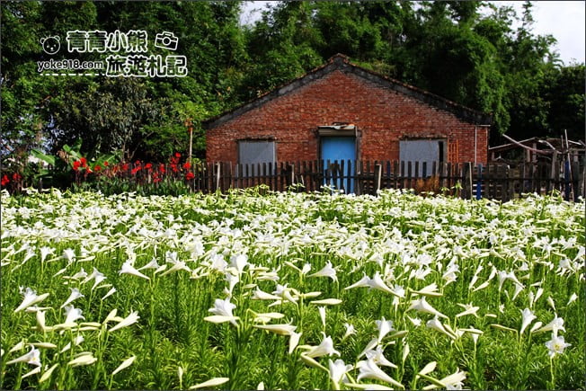 雲林景點》四湖鐵砲百合花田.私房賞花秘境~滿滿百合花海登場 @青青小熊*旅遊札記 雲林景點》四湖鐵砲百合花田.私房賞花秘境~滿滿百合花海登場 @青青小熊*旅遊札記
