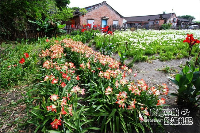 雲林景點》四湖鐵砲百合花田.私房賞花秘境~滿滿百合花海登場 @青青小熊*旅遊札記 雲林景點》四湖鐵砲百合花田.私房賞花秘境~滿滿百合花海登場 @青青小熊*旅遊札記