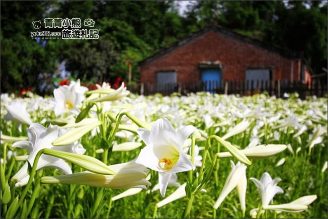 雲林景點》四湖鐵砲百合花田．私房賞花秘境~滿滿百合花海登場 @青青小熊＊旅遊札記
