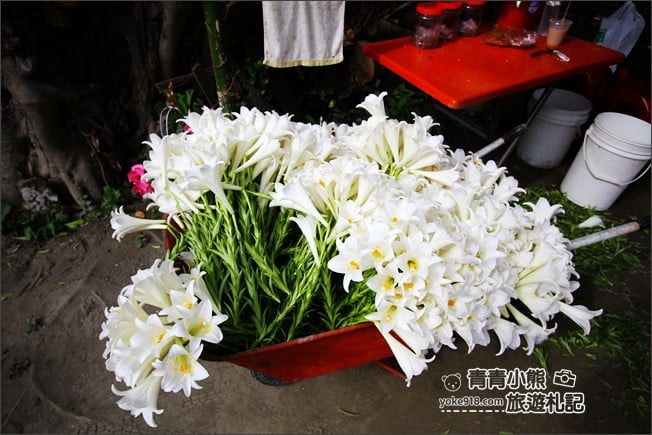 雲林景點》四湖鐵砲百合花田.私房賞花秘境~滿滿百合花海登場 @青青小熊*旅遊札記 雲林景點》四湖鐵砲百合花田.私房賞花秘境~滿滿百合花海登場 @青青小熊*旅遊札記