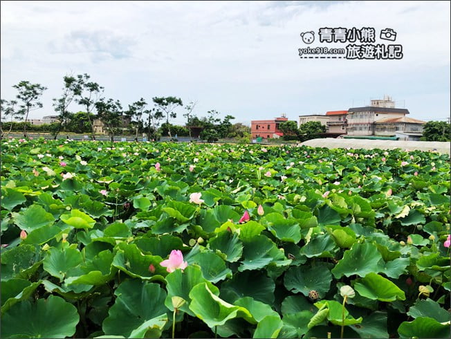 桃園觀音景點》賞蓮花一日遊．2020蓮花季熱鬧登場.坐大王蓮.吃蓮花餐~一起賞花去 @青青小熊＊旅遊札記