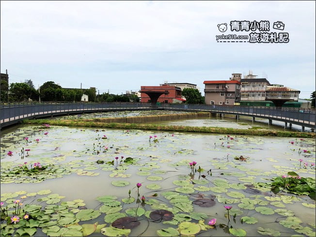 桃園觀音景點》賞蓮花一日遊.2020蓮花季熱鬧登場.坐大王蓮.吃蓮花餐~一起賞花去 @青青小熊*旅遊札記 桃園觀音景點》賞蓮花一日遊.2020蓮花季熱鬧登場.坐大王蓮.吃蓮花餐~一起賞花去 @青青小熊*旅遊札記