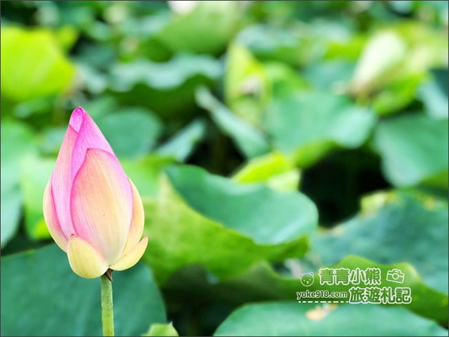 桃園觀音景點》賞蓮花一日遊．2020蓮花季熱鬧登場.坐大王蓮.吃蓮花餐~一起賞花去 @青青小熊＊旅遊札記