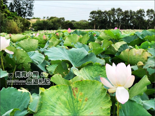 桃園觀音景點》賞蓮花一日遊．2020蓮花季熱鬧登場.坐大王蓮.吃蓮花餐~一起賞花去 @青青小熊＊旅遊札記